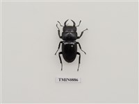 藏品(長角大鍬形蟲)的圖片